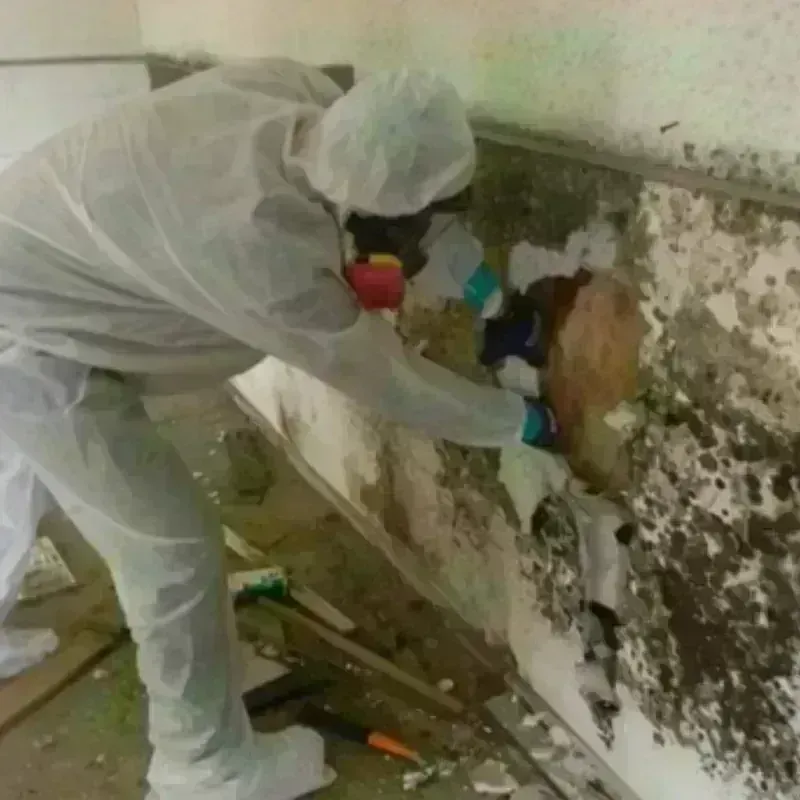 Mold Remediation and Removal in Homer, IL